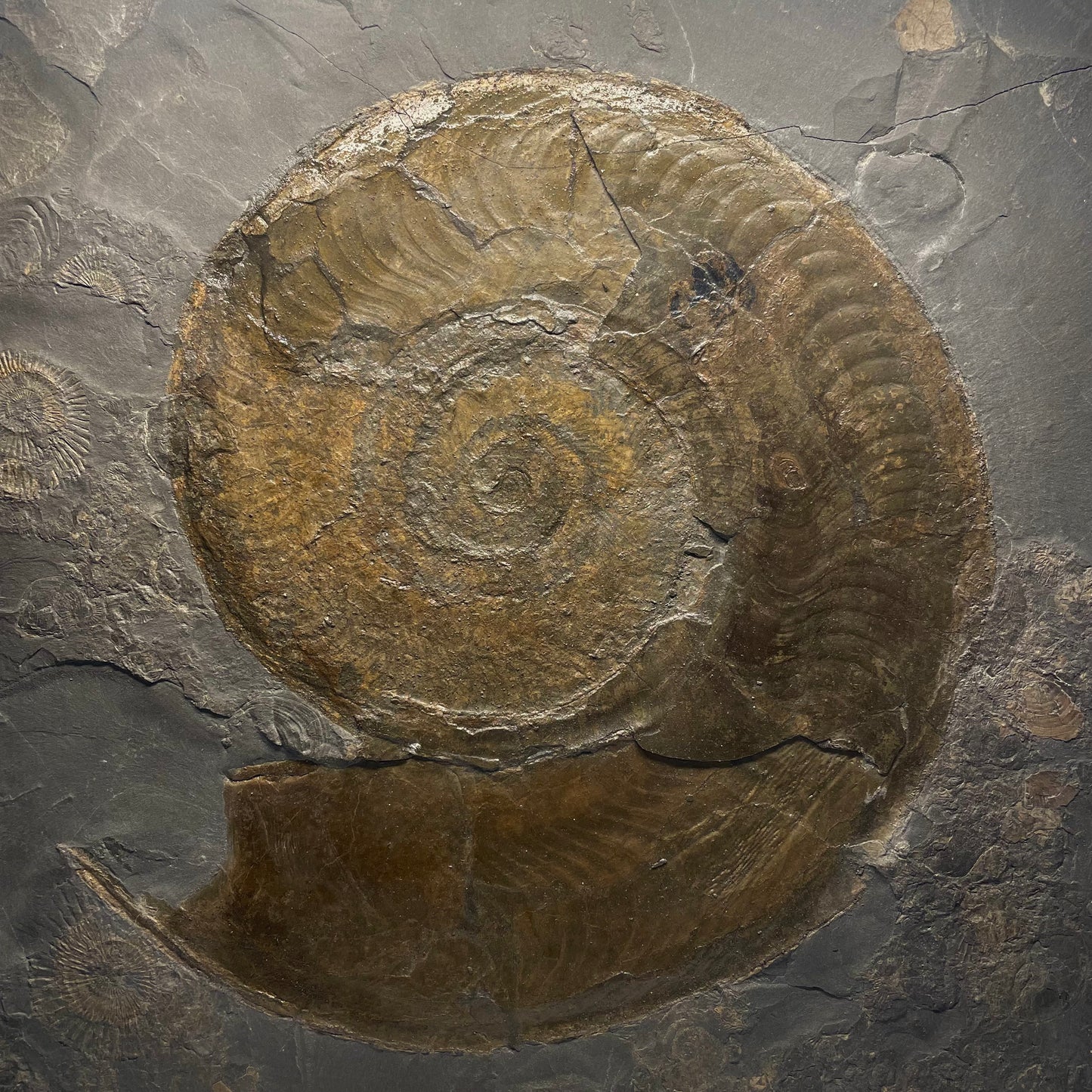 F1473 | Ammonite | Harpoceras falcifer