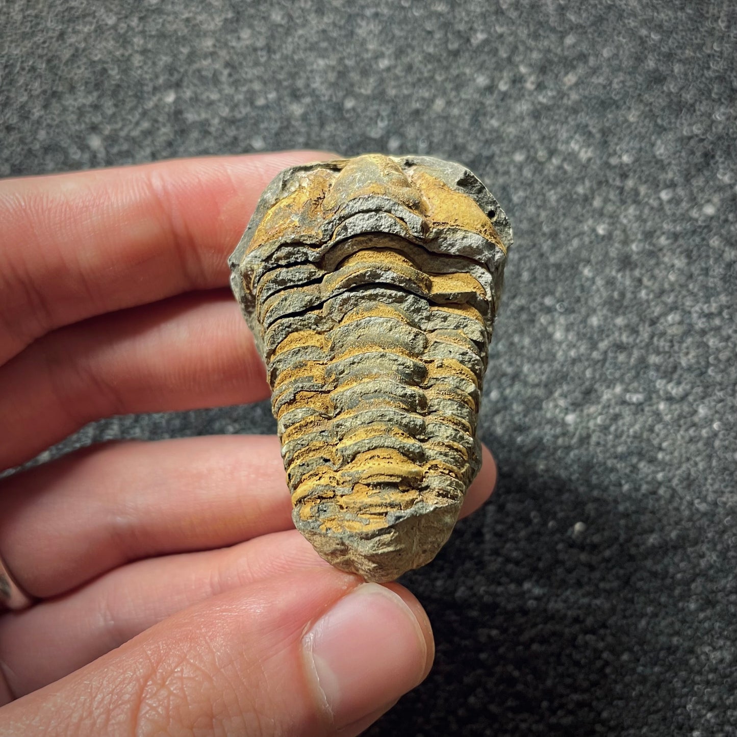 F1899 | Trilobite | Flexicalymene sp.