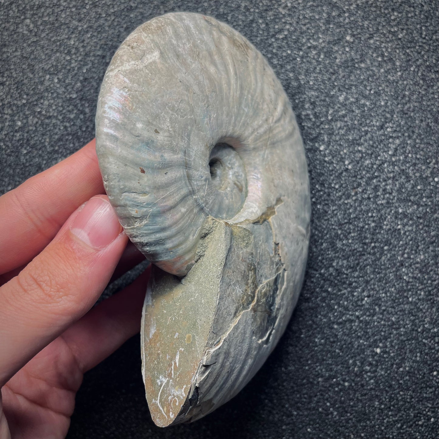 F1974 | Ammonite | Cleoniceras sp.