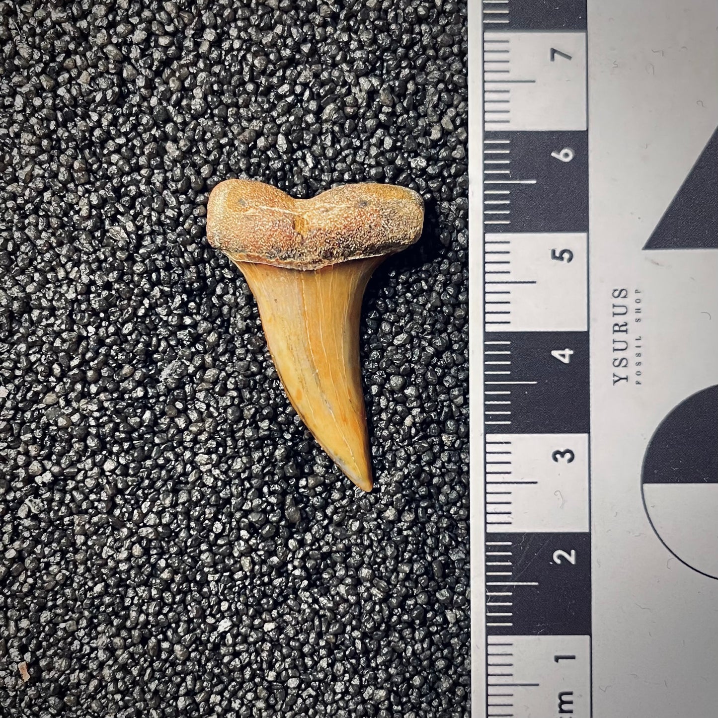 F1787 | Squalo | Carcharodon planus
