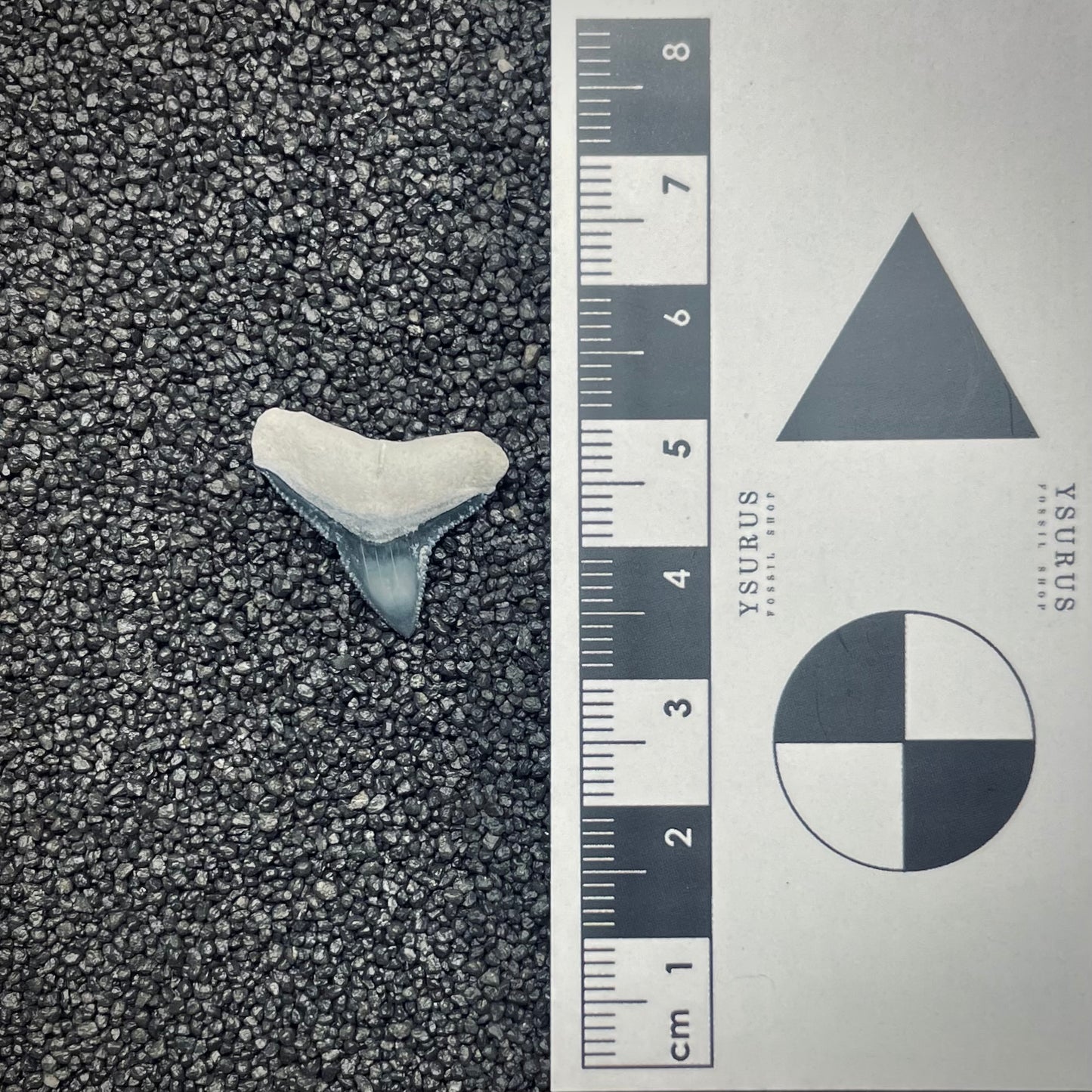 F2646 | Squalo | Carcharhinus sp.