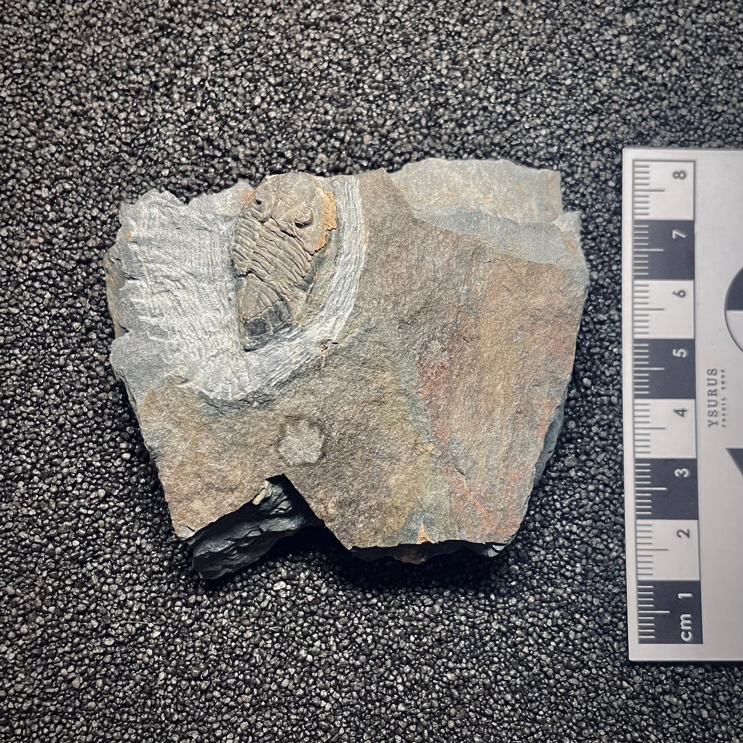 F1572 | Trilobite | Isabelinia glabrata