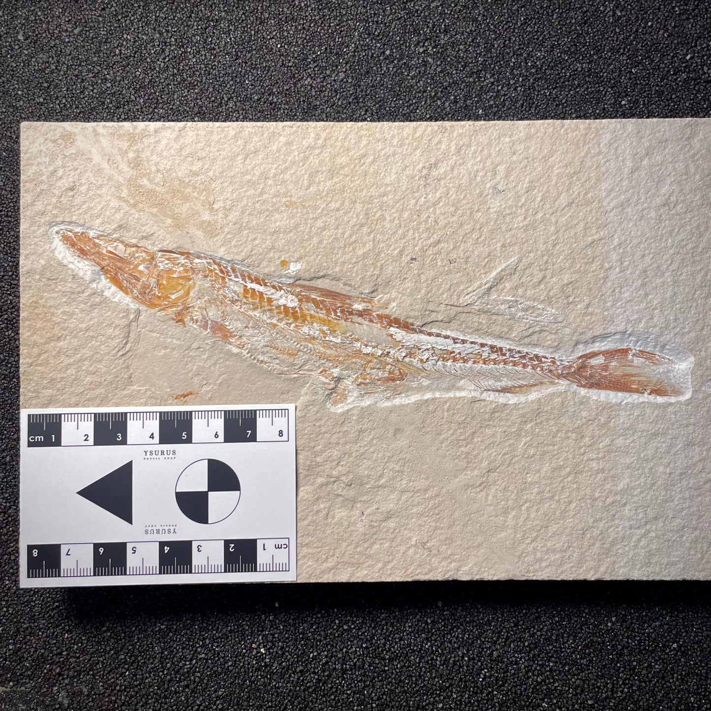F2060 | Pesce | Prionolepis cataphractus