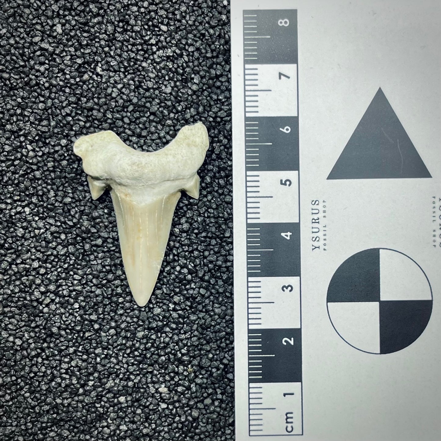 F2750 | Squalo | Otodus obliquus