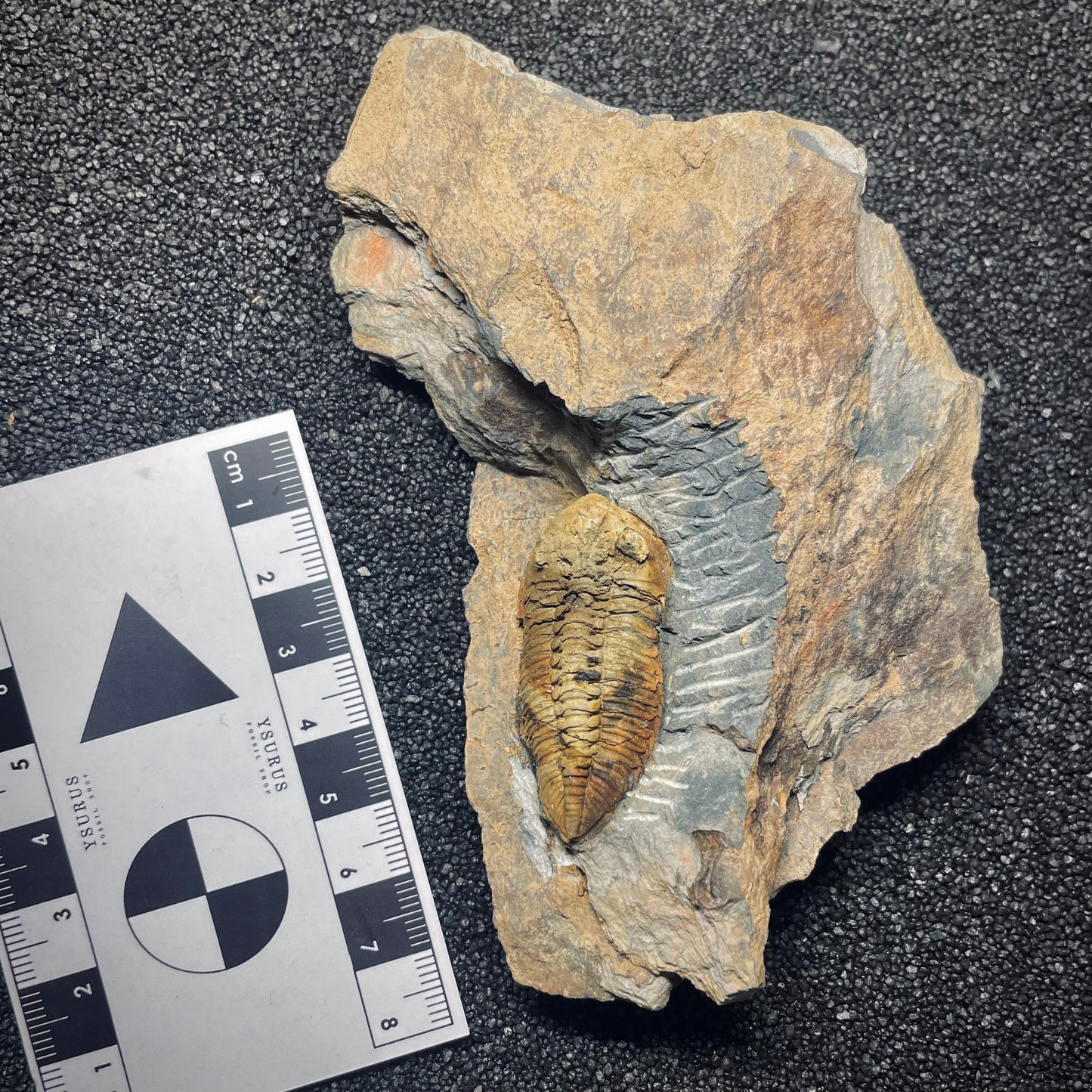 F1606 | Trilobite | Eodalmanitina macrophtalma