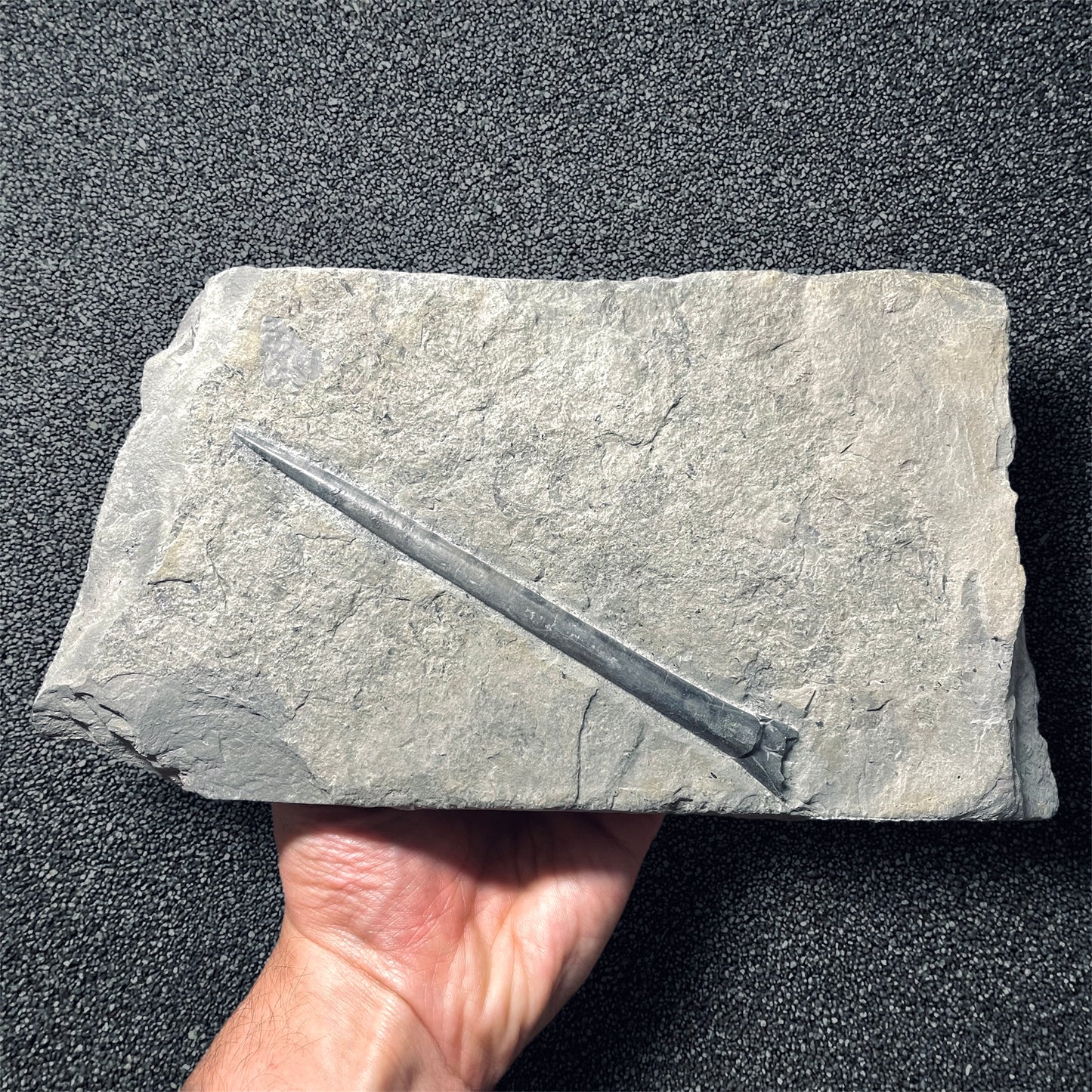 F1839 | Belemnite | Belemnoidea indet.