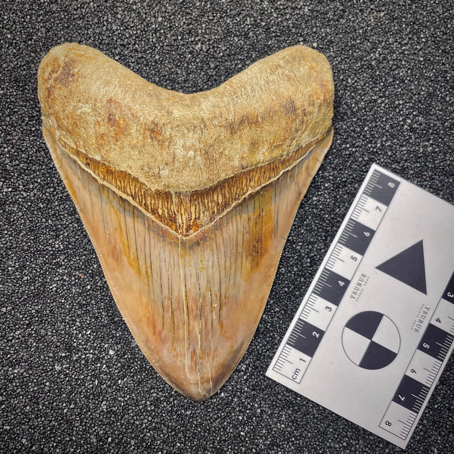 F1727 | Squalo | Otodus megalodon