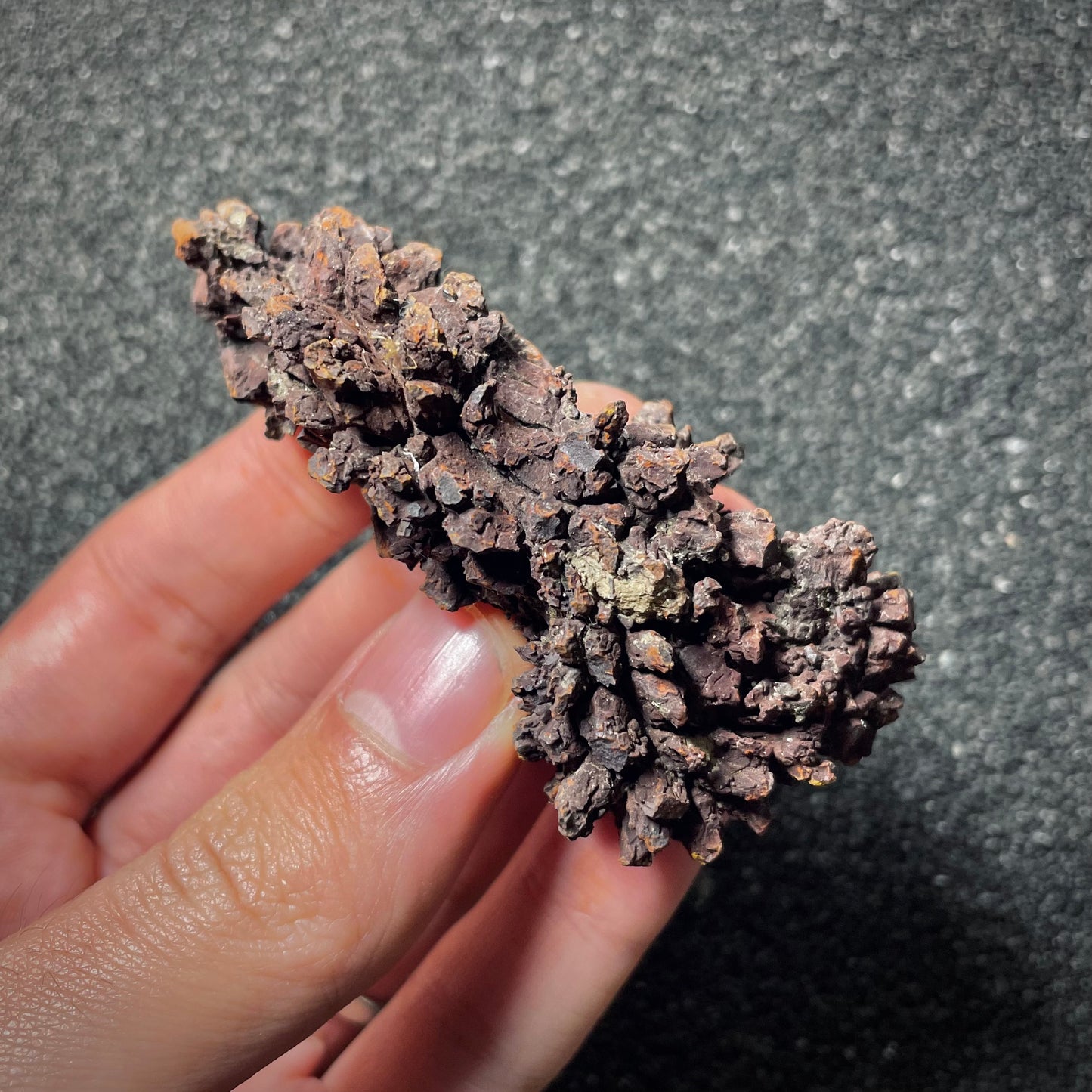 F2066 | Coprolite - Cololite | Testuggine