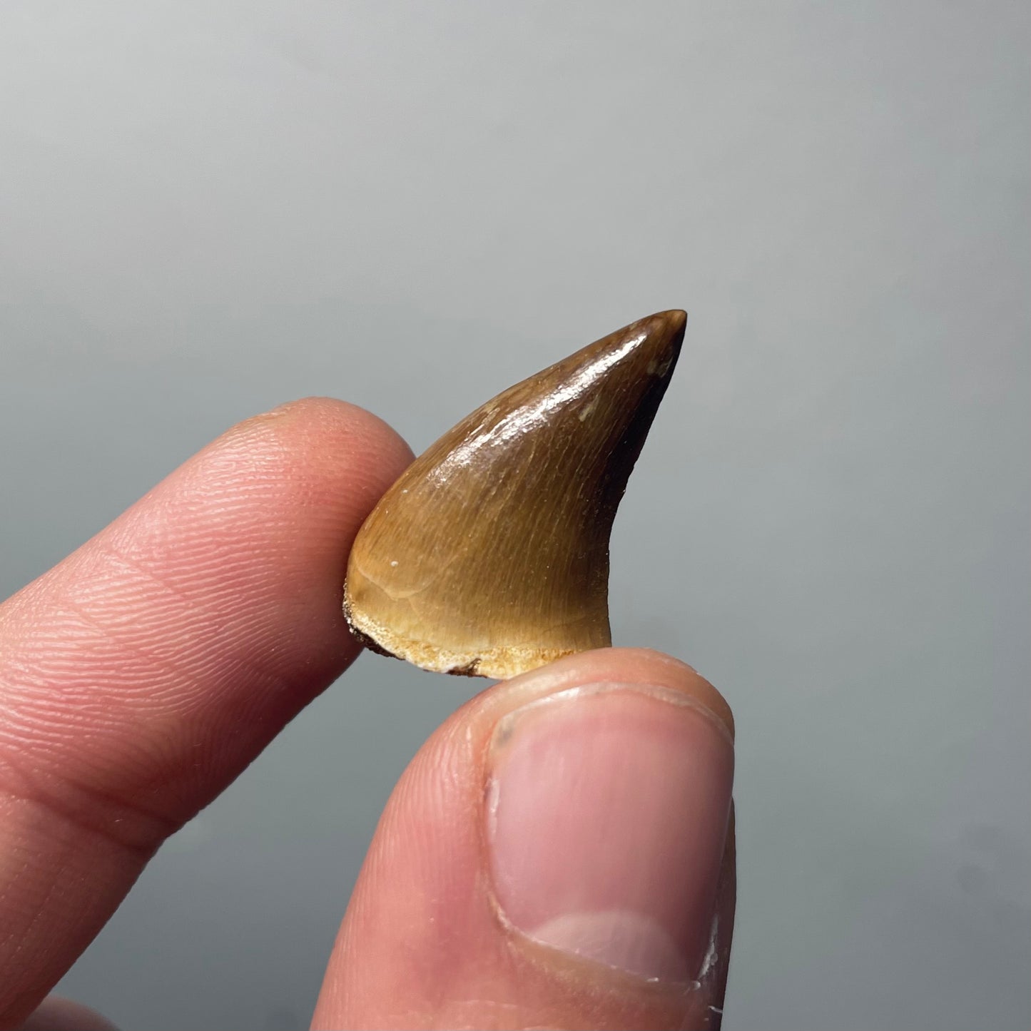 FMX4 | Dente di Mosasauro | 1 fossile casuale