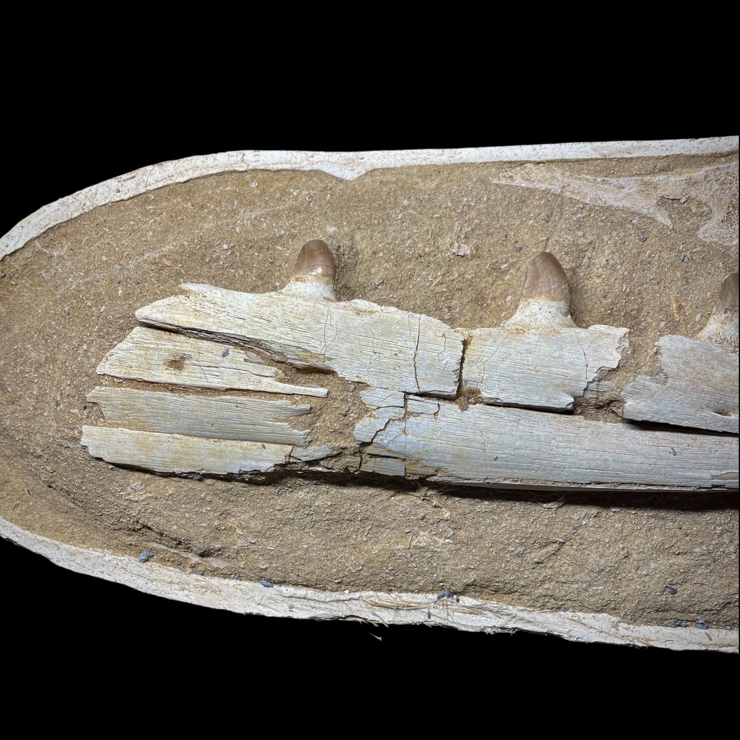 F1986 | Mosasauro | Prognathodon sp.