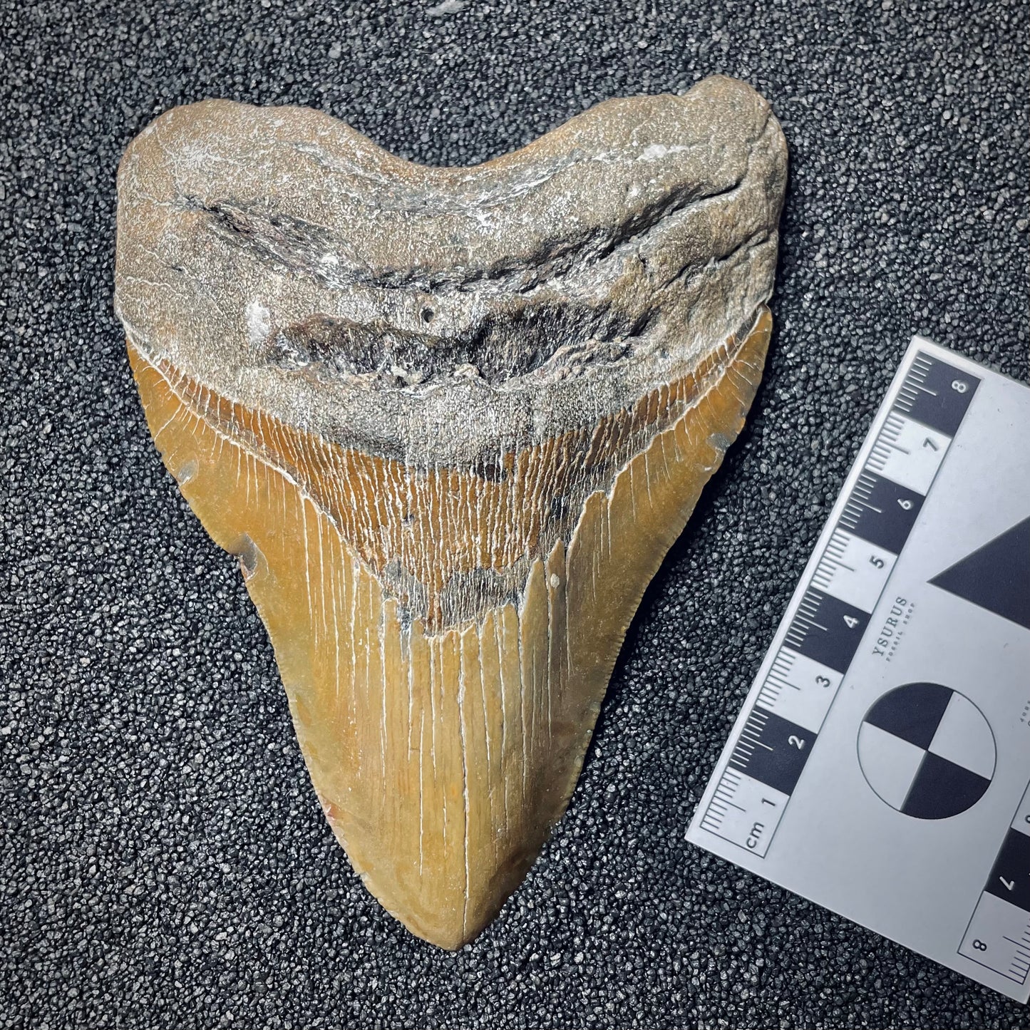 F1849 | Squalo | Otodus megalodon