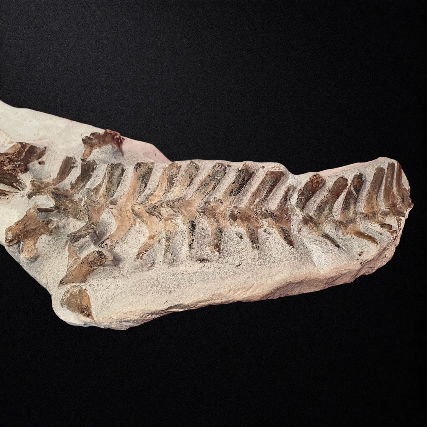 F1748 | Mosasauro | Tethysaurus nopcsai