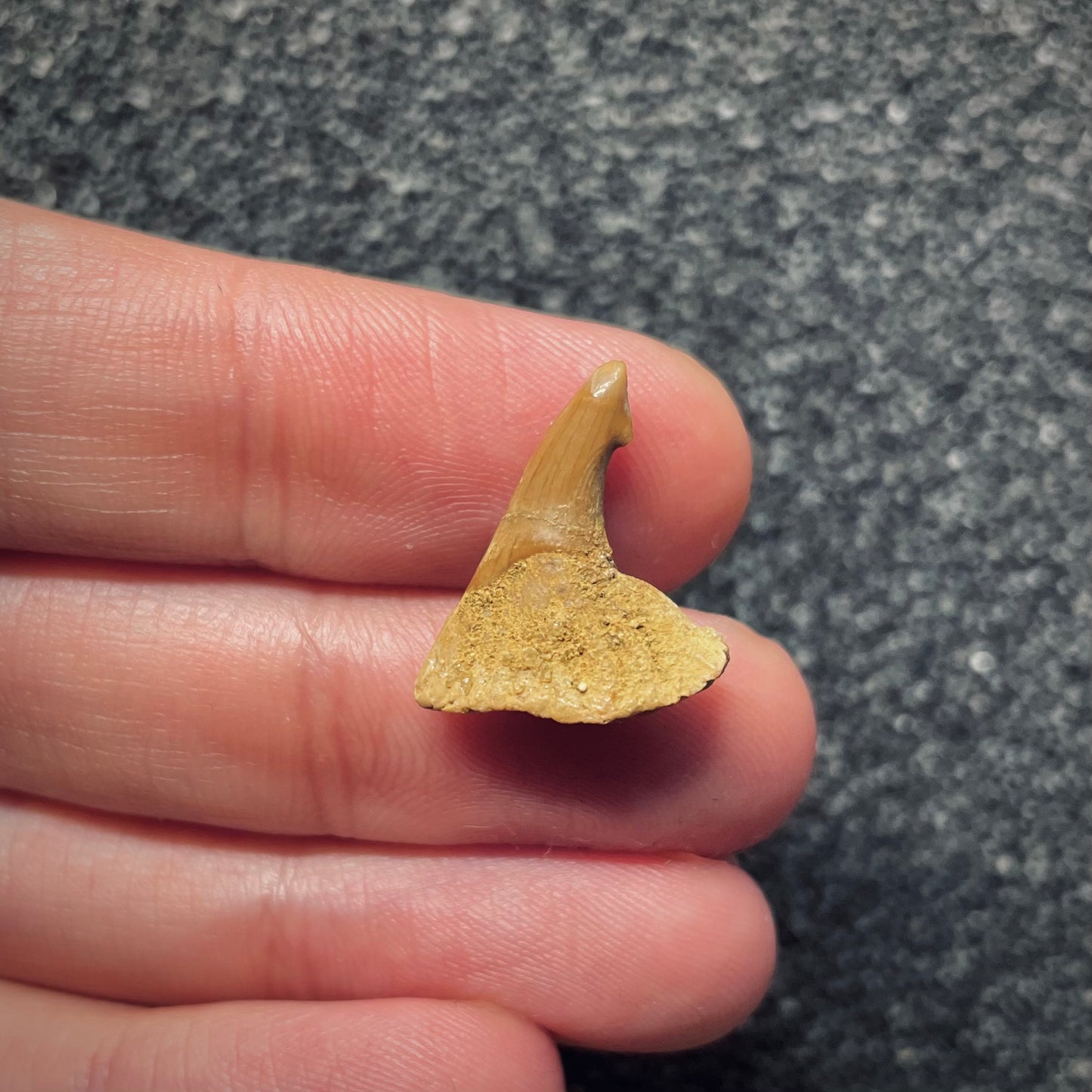 F1702 | Pesce | Onchopristis sp.