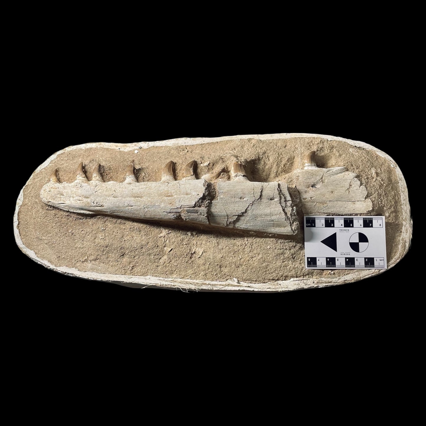 F1985 | Mosasauro | Prognathodon sp.