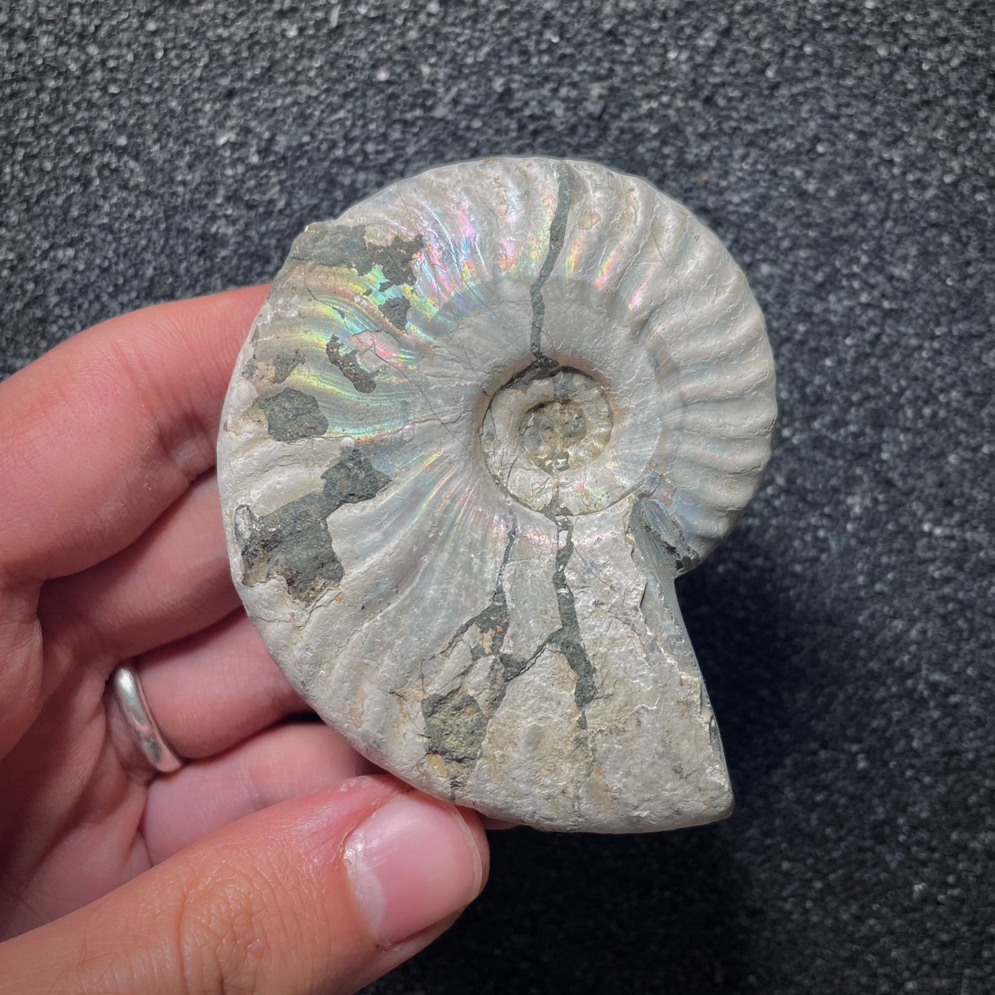 F2016 | Ammonite | Cleoniceras sp.