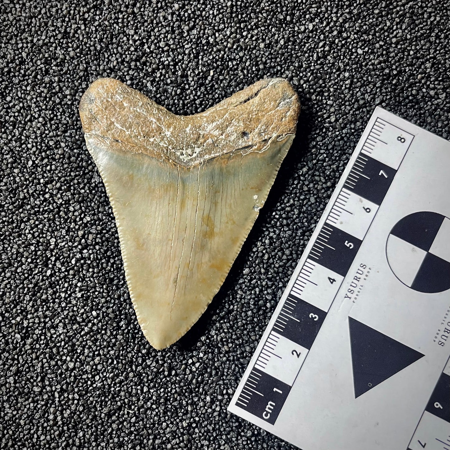 F1995 | Squalo | Otodus megalodon