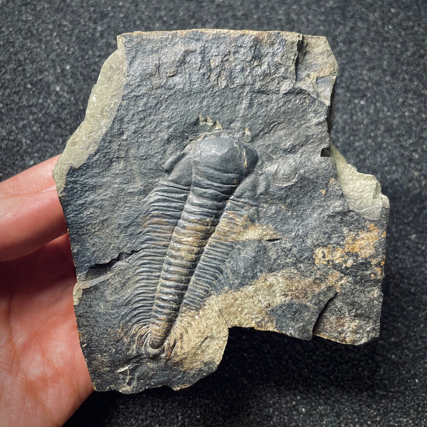 F1286 | Trilobite | Paradoxides gracilis
