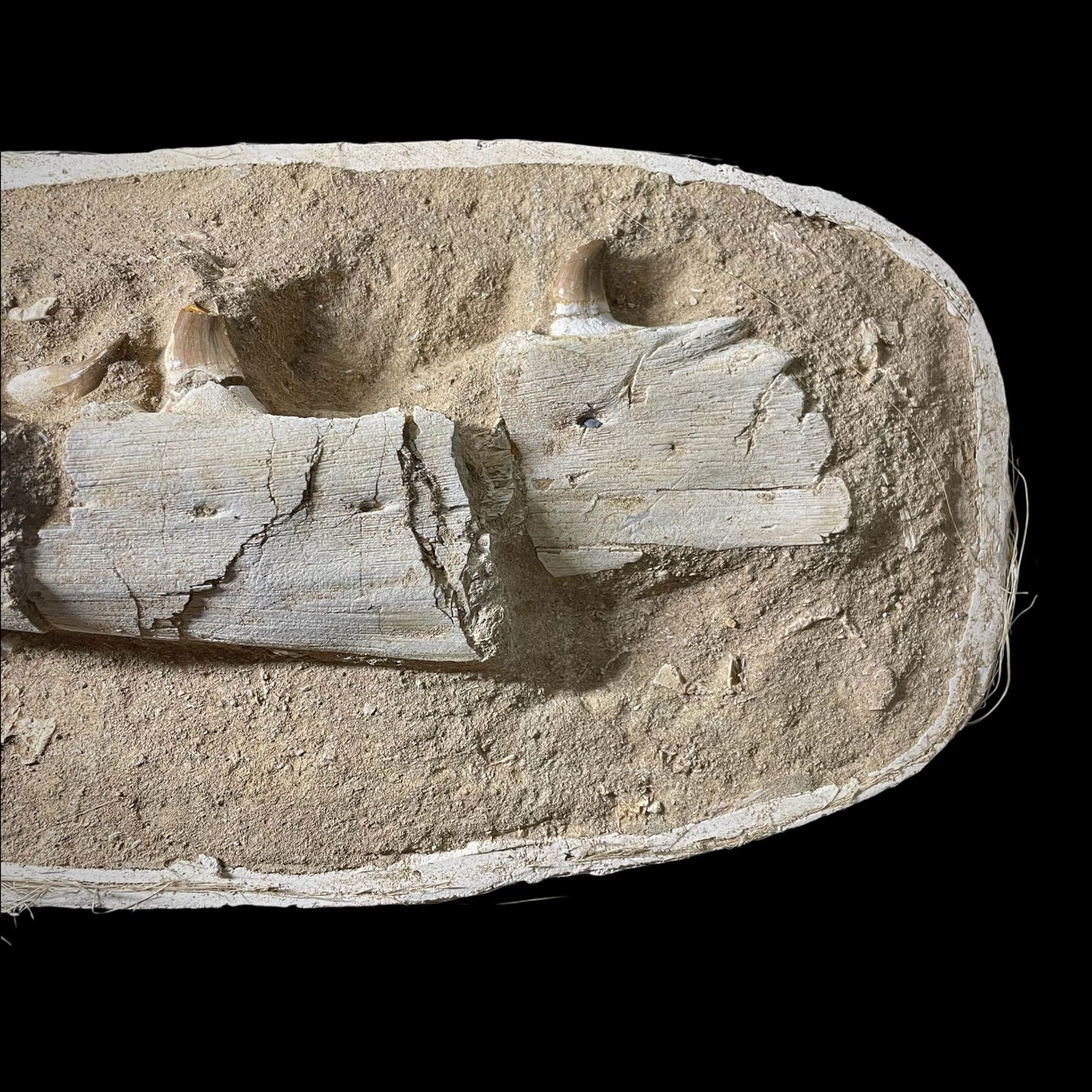 F1985 | Mosasauro | Prognathodon sp.