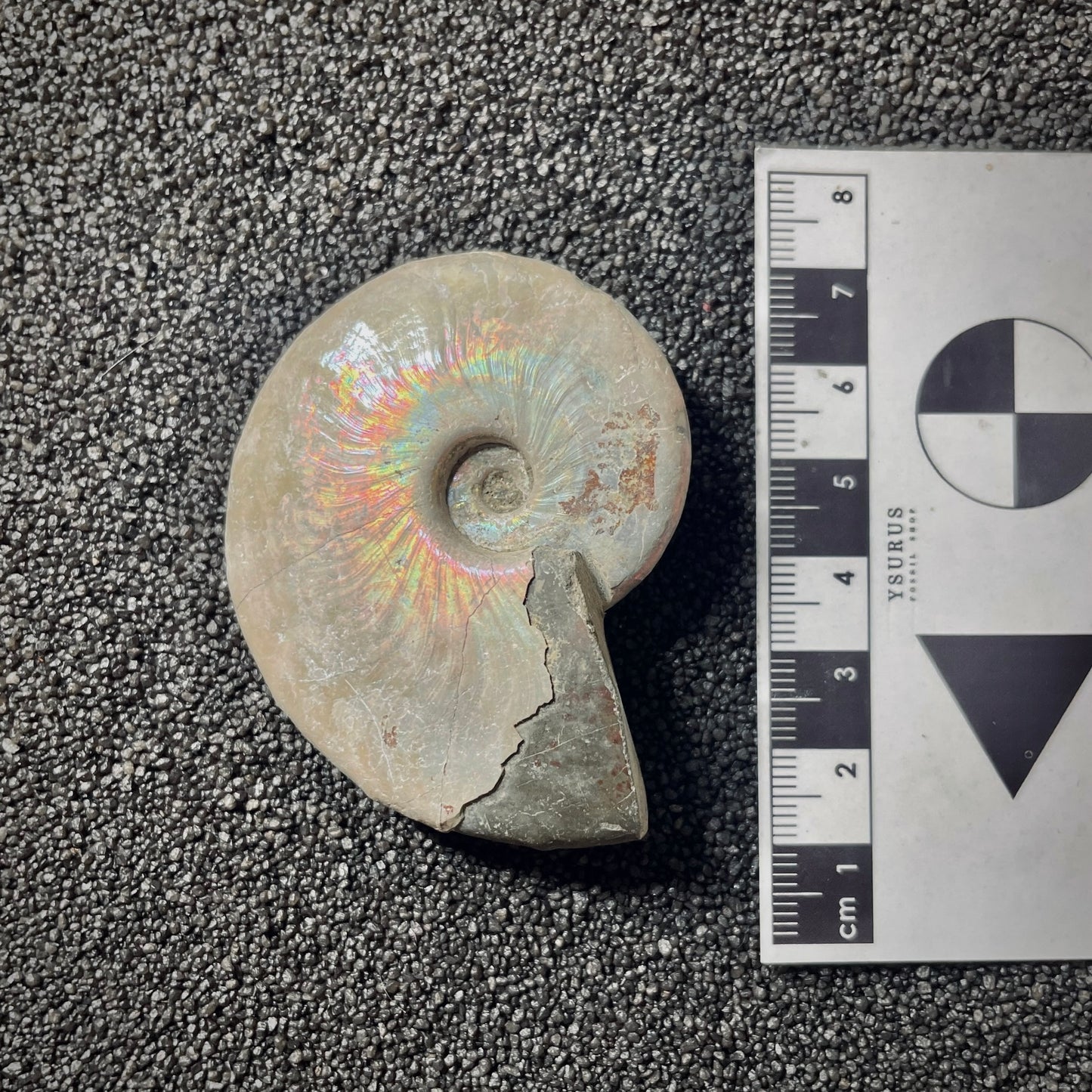 F2017 | Ammonite | Cleoniceras sp.