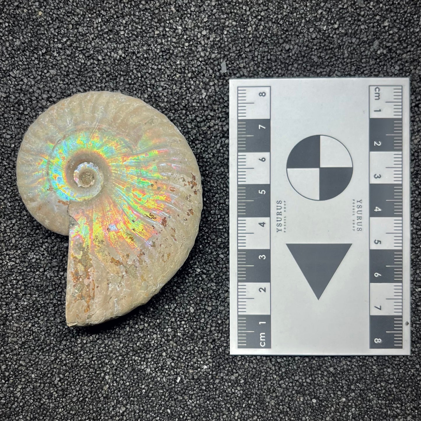 F2958 | Ammonite | Cleoniceras sp.