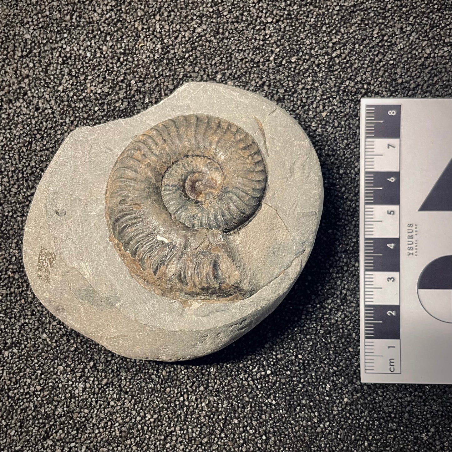 F1982 | Ammonite | Schlothemia sp.