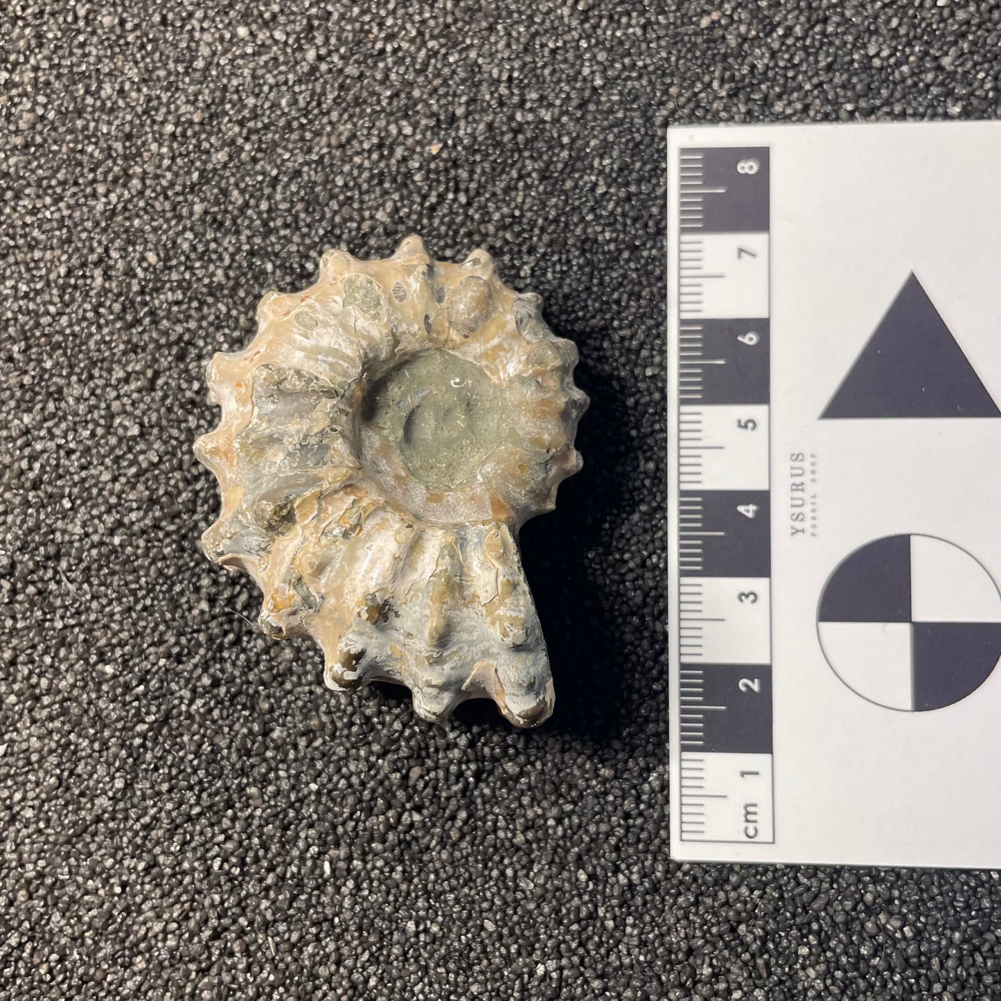 F2385 | Ammonite | Douvilleiceras sp.