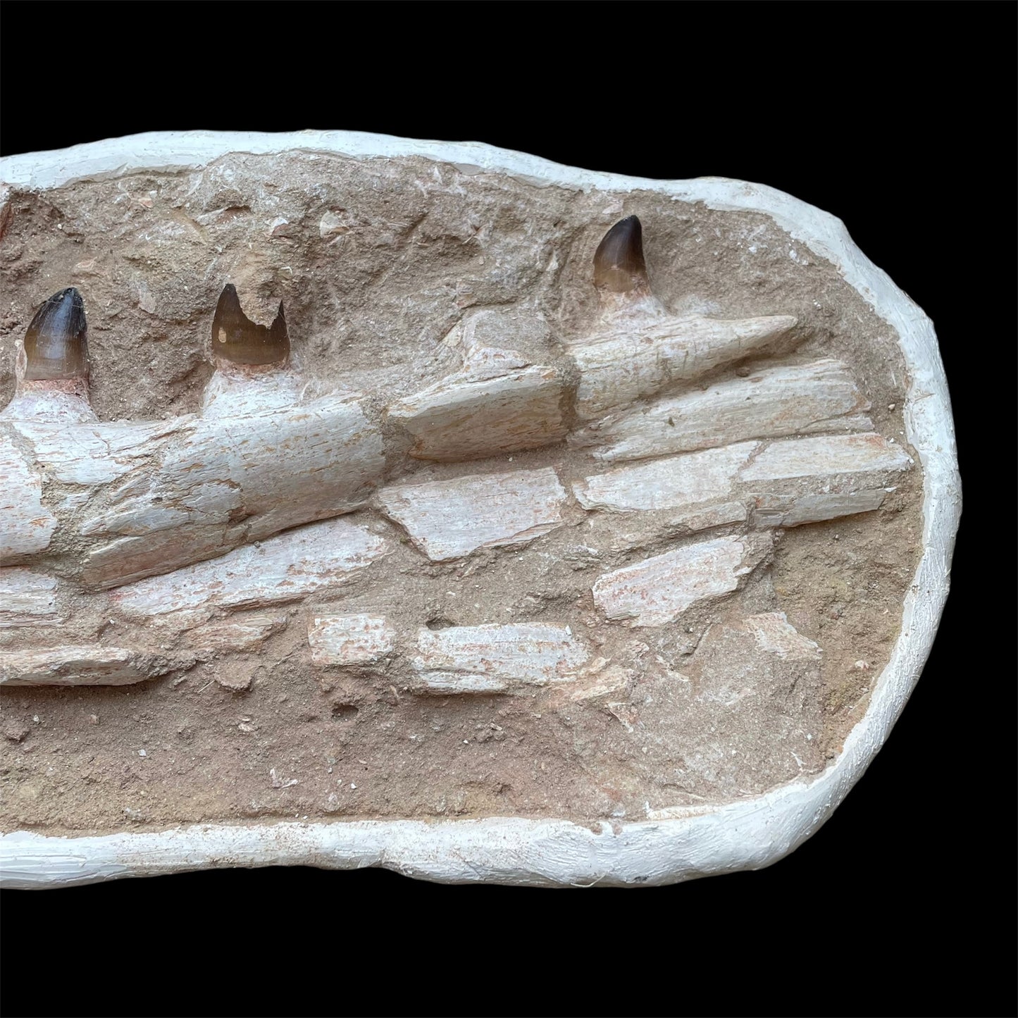 F1198 | Mosasauro | Prognathodon sp.