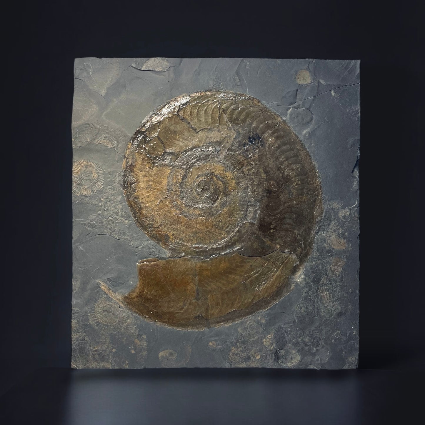 F1473 | Ammonite | Harpoceras falcifer
