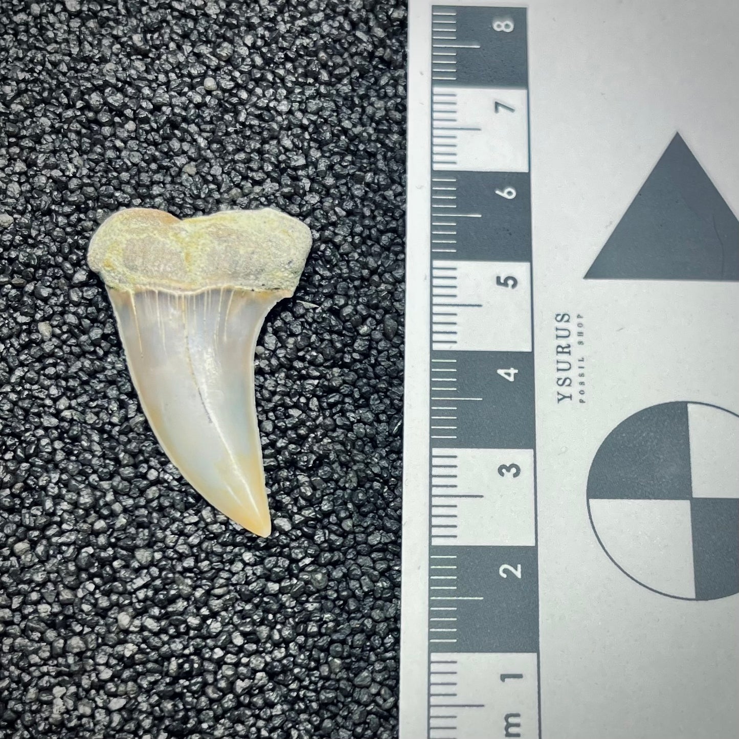 F2748 | Squalo | Carcharodon planus
