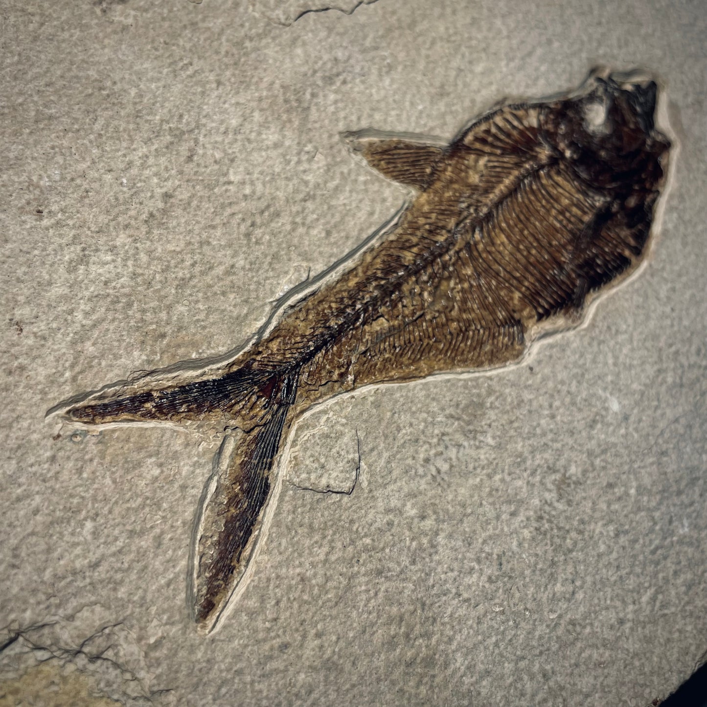 F1962 | Pesce | Diplomystus dentatus