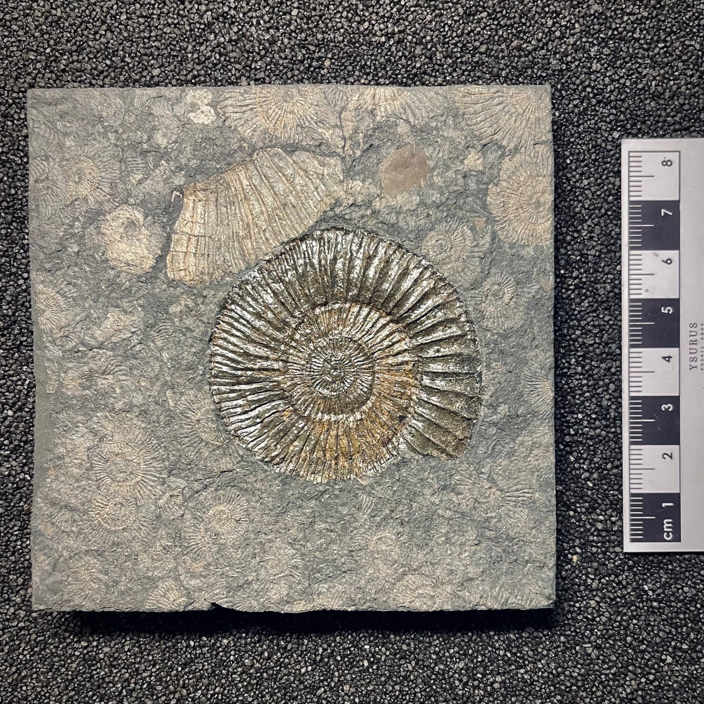 F1977 | Ammonite | Dactylioceras commune