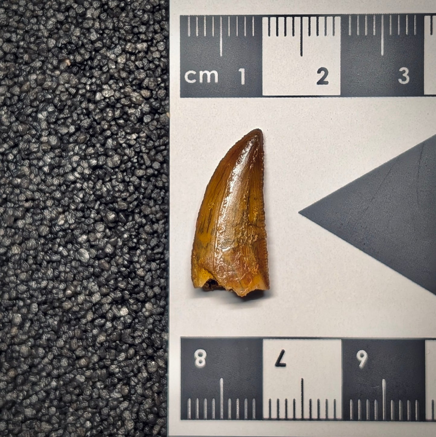 F2794 | Dinosauro | Abelisauridae indet.