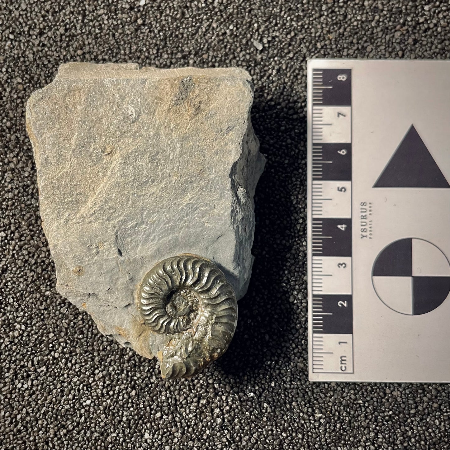 F2168 | Ammonite | Graphoceratidae indet.