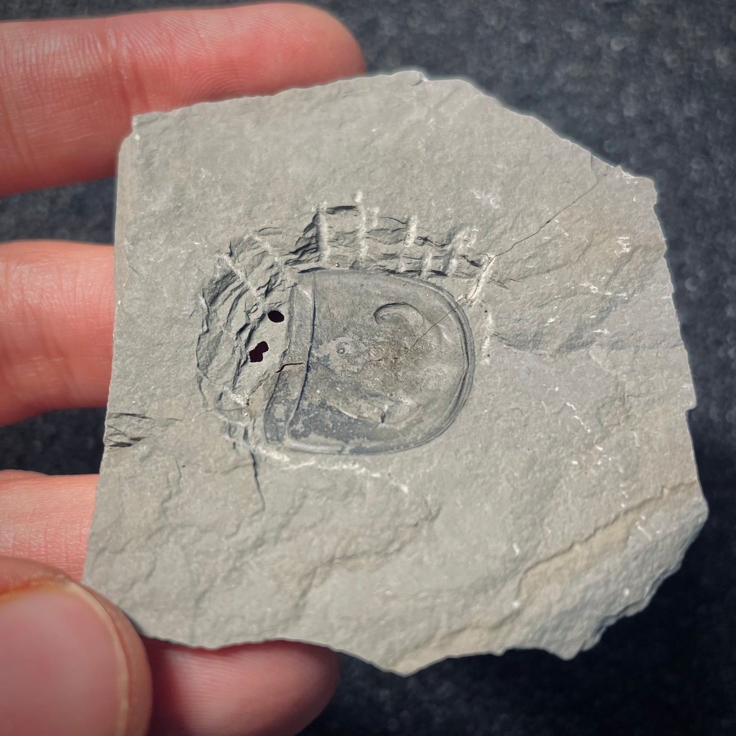 F1864 | Scorpione di mare | Eurypterus tetragonophtalmus