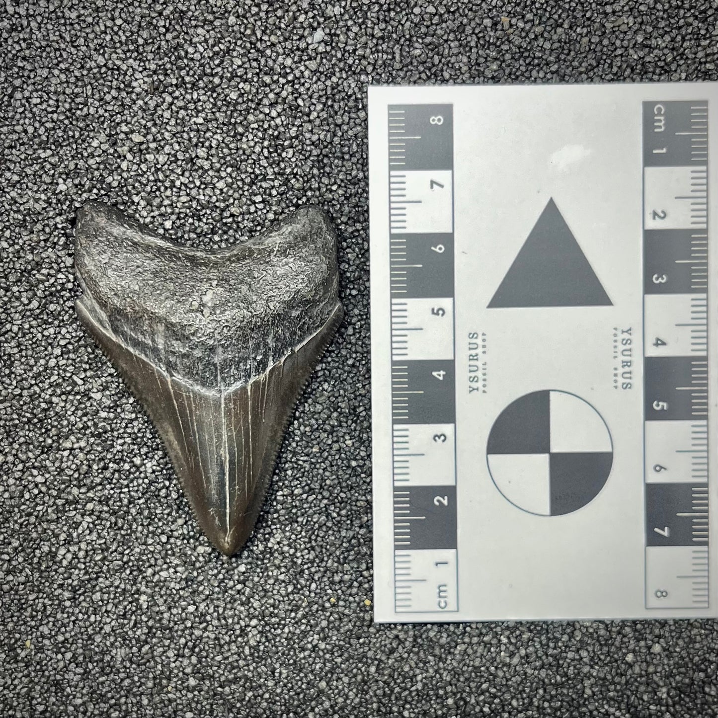 F2871 | Squalo | Otodus megalodon