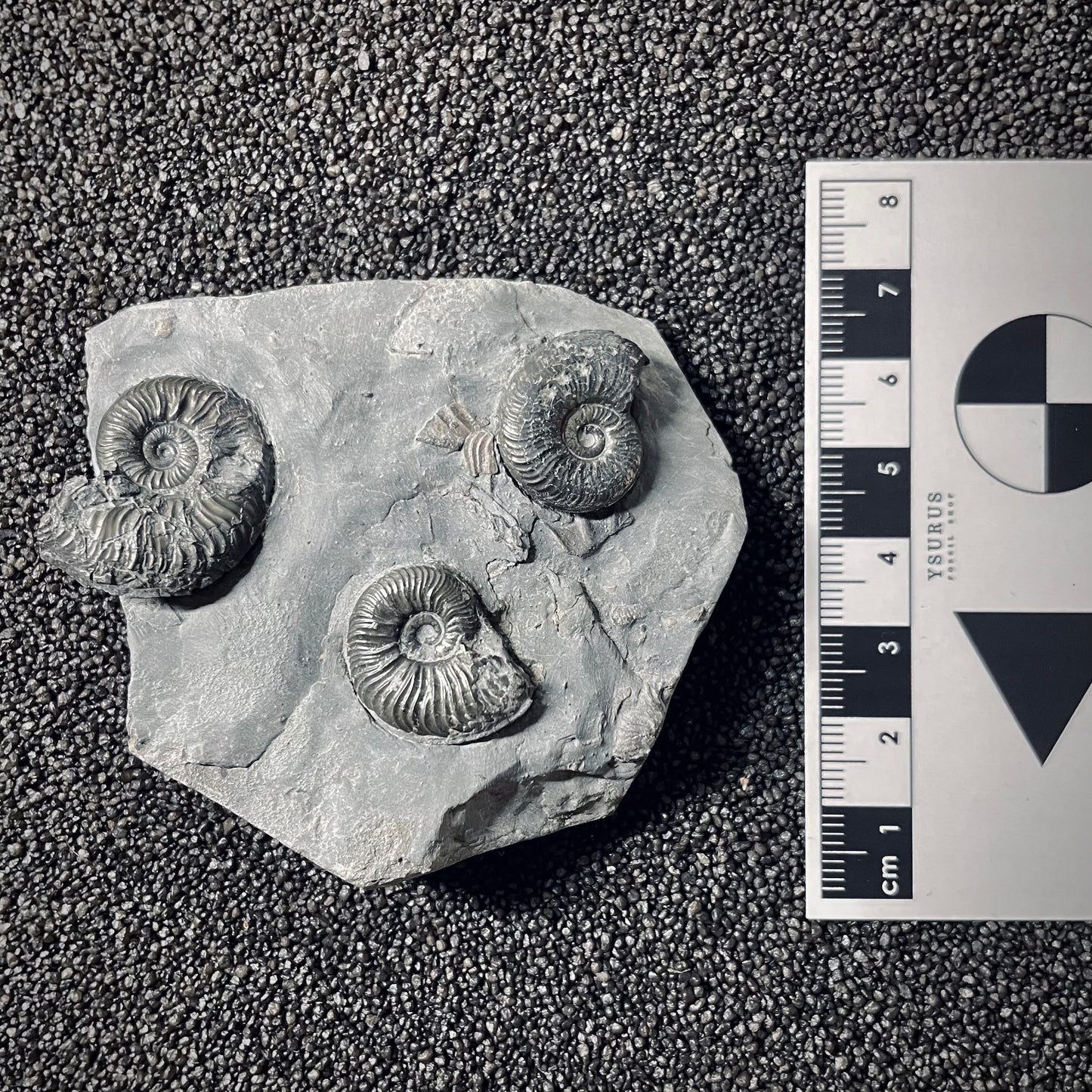 F2553 | Ammonite | Pleydellia sp.