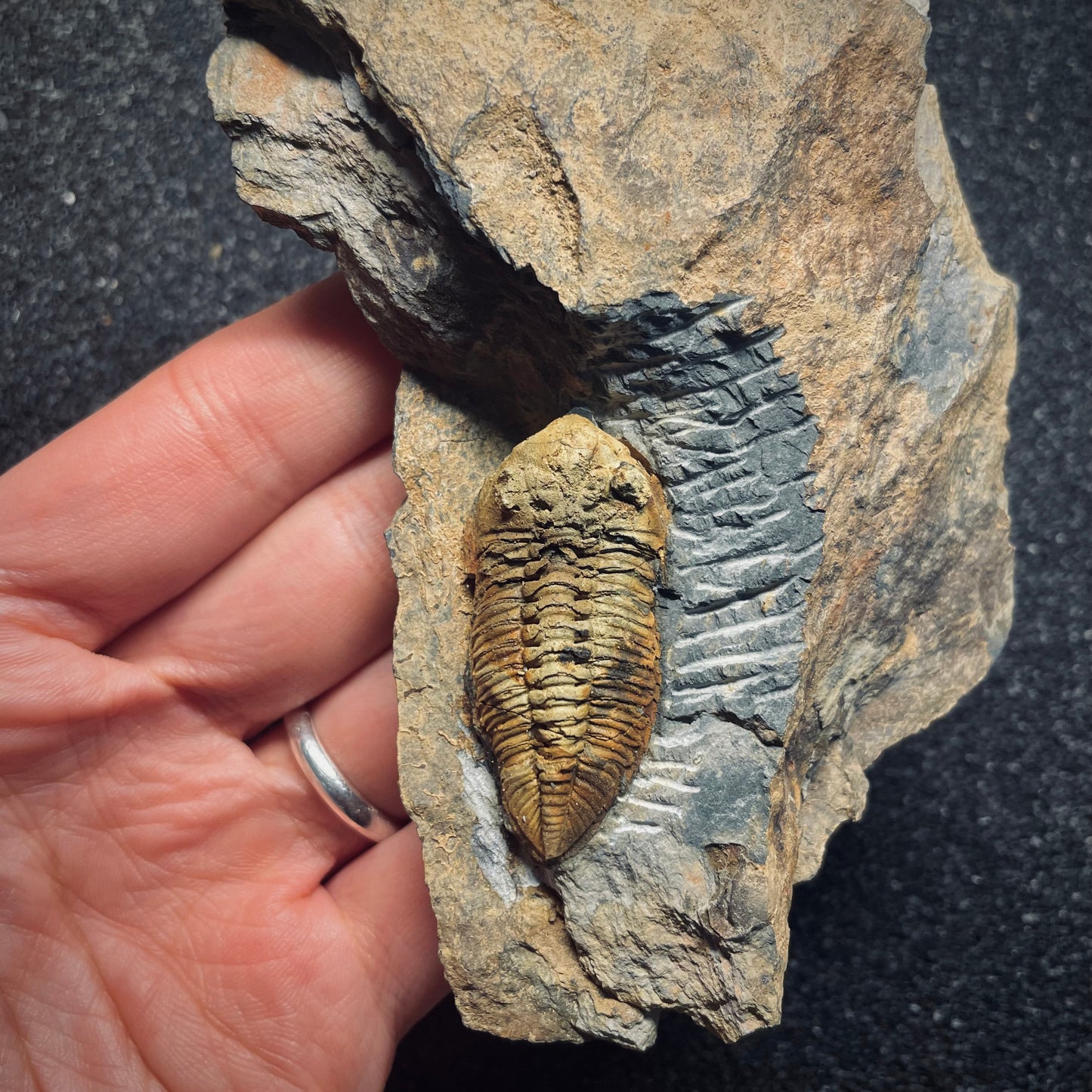 F1606 | Trilobite | Eodalmanitina macrophtalma
