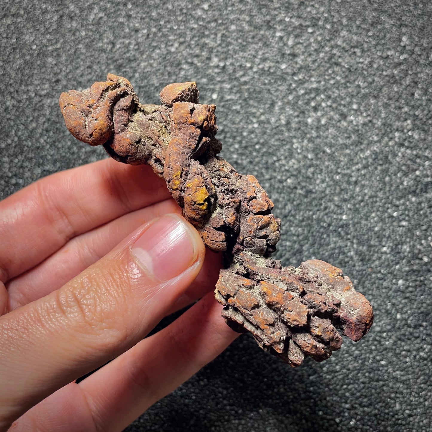 F2067 | Coprolite - Cololite | Testuggine