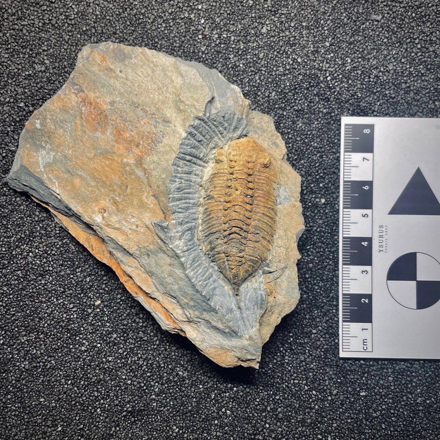 F1608 | Trilobite | Eodalmanitina macrophtalma