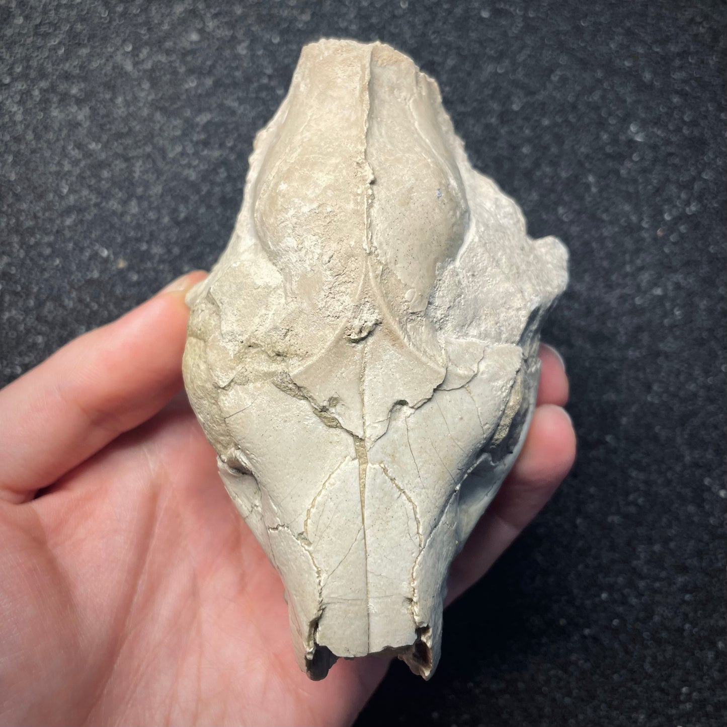 F1562 | Oreodonte | Merycoidodon sp.