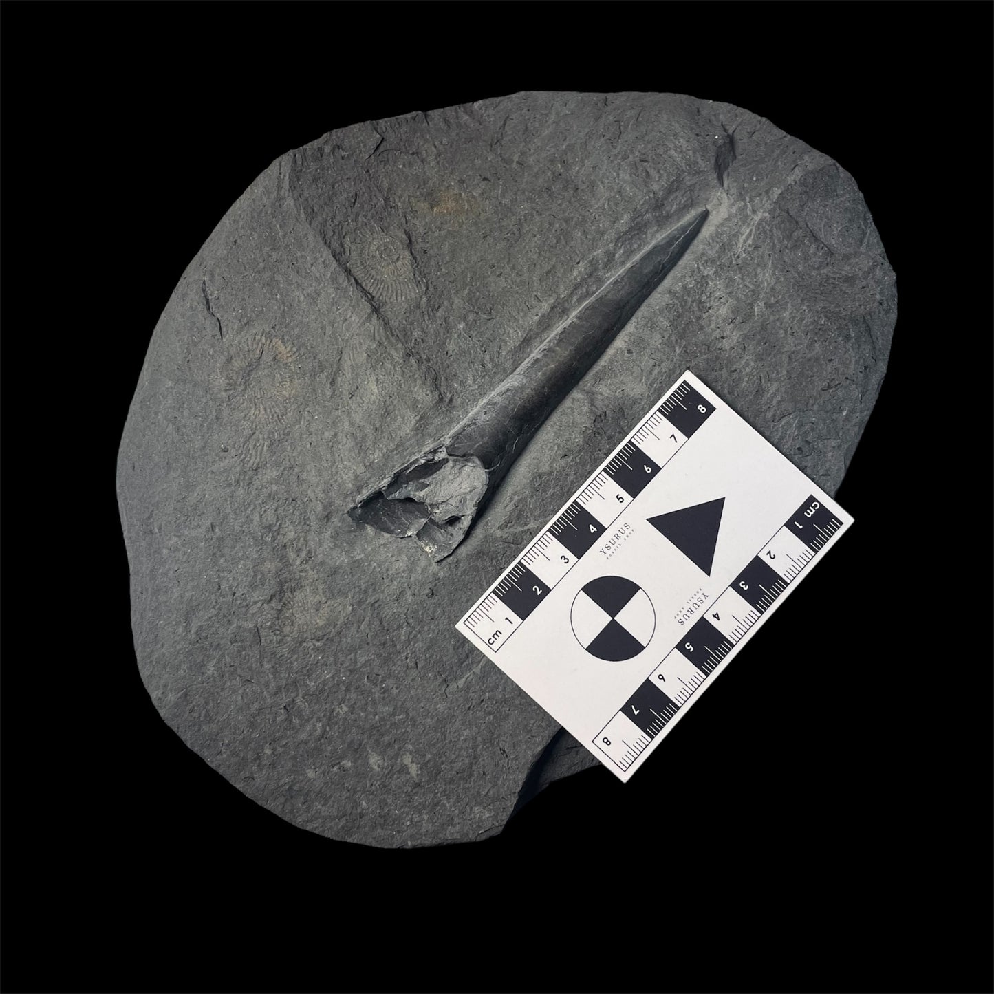 F2179 | Belemnite | Belemnoidea indet.