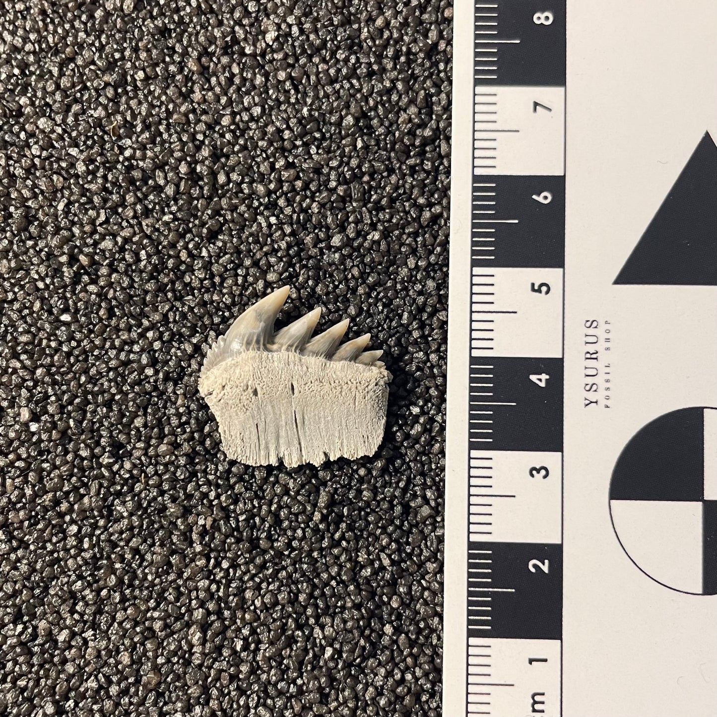 F2349 | RARO | Squalo | Notorynchus primigenius