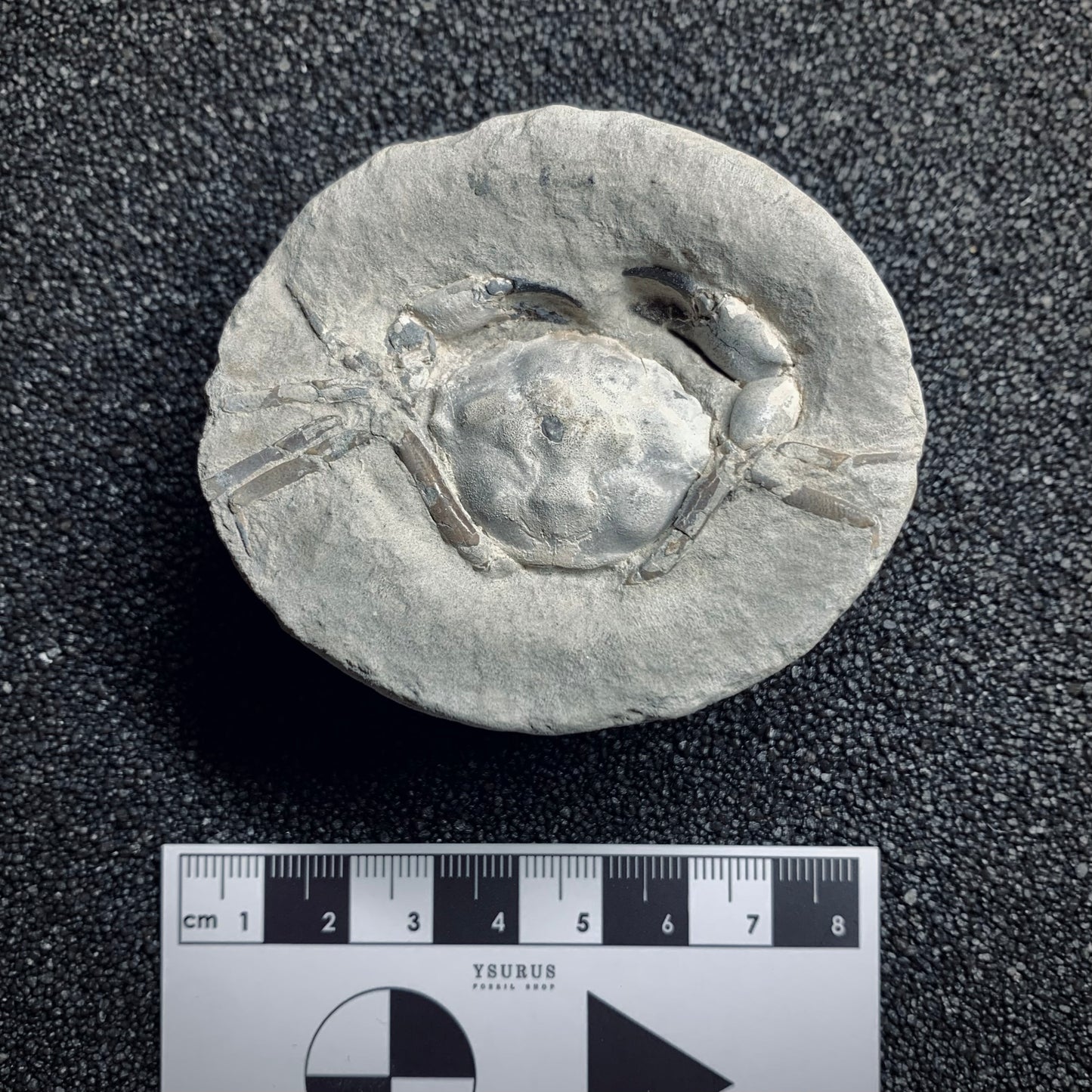 F939 | Granchio | Pulalius sp.