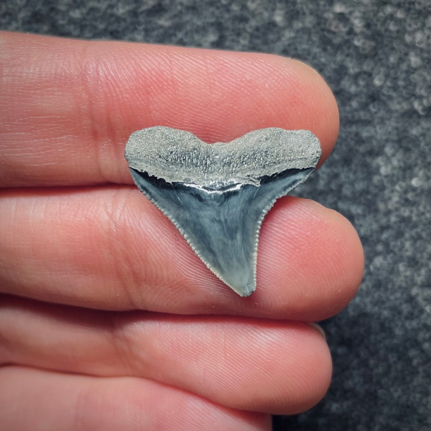 F1853 | Squalo | Carcharhinus sp.
