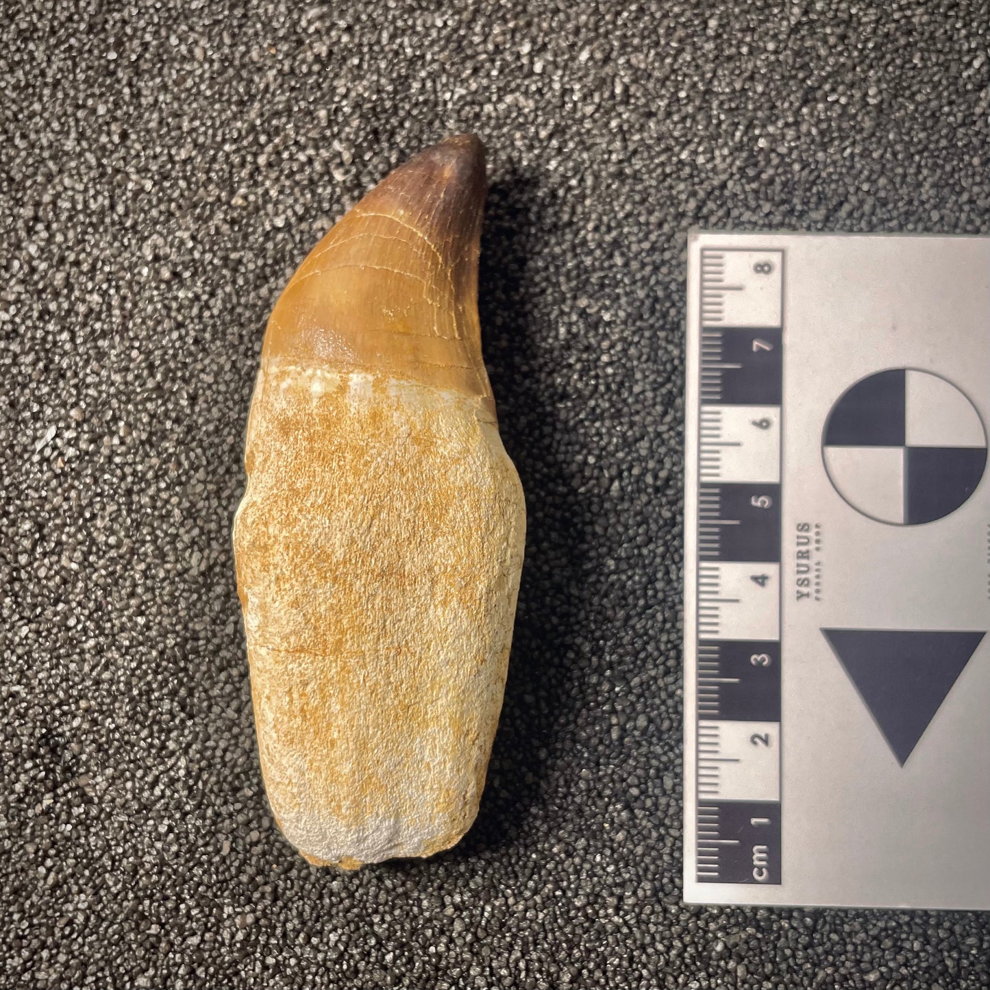 F2194 | Mosasauro | Prognathodon sp.