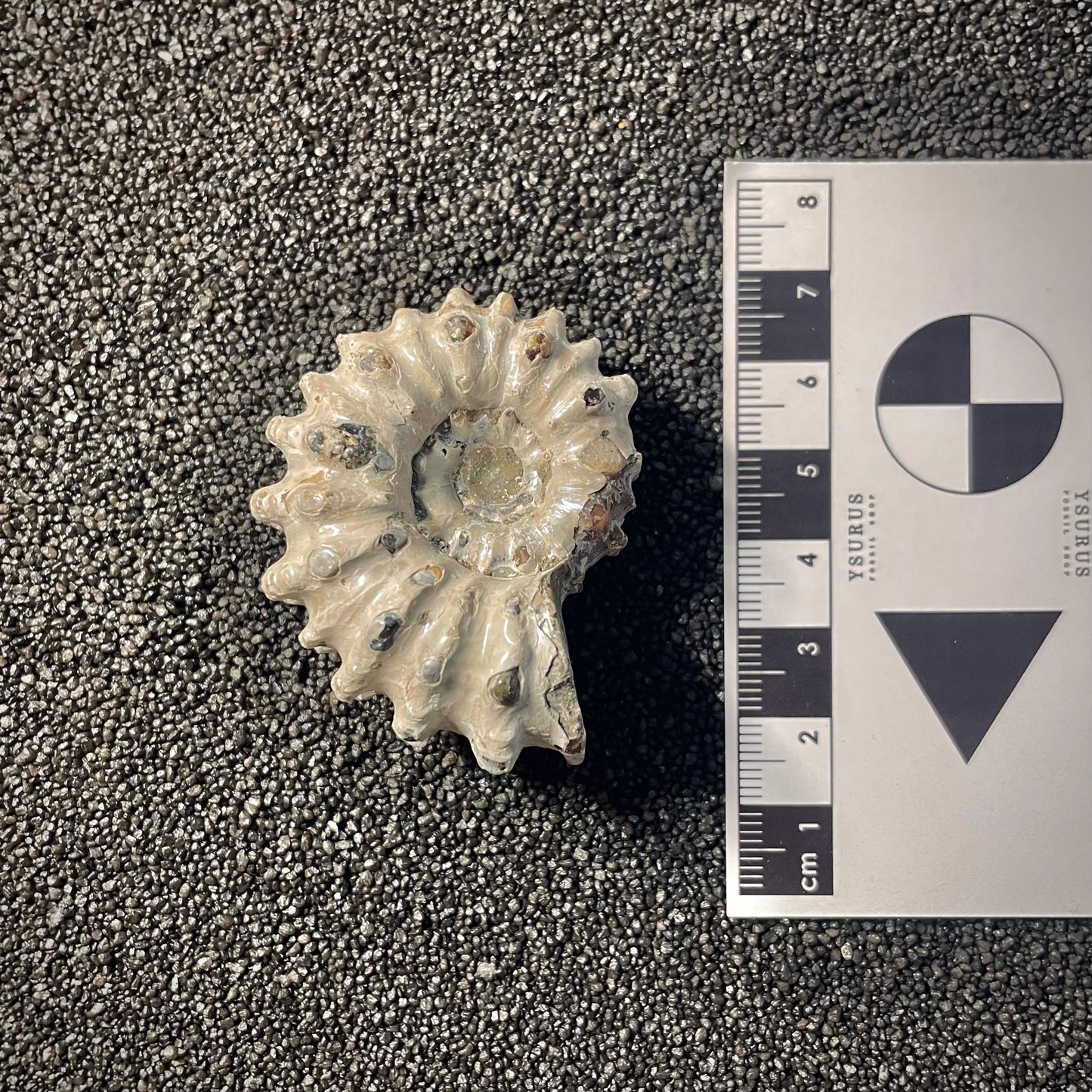 F2161 | Ammonite | Douvilleiceras sp.