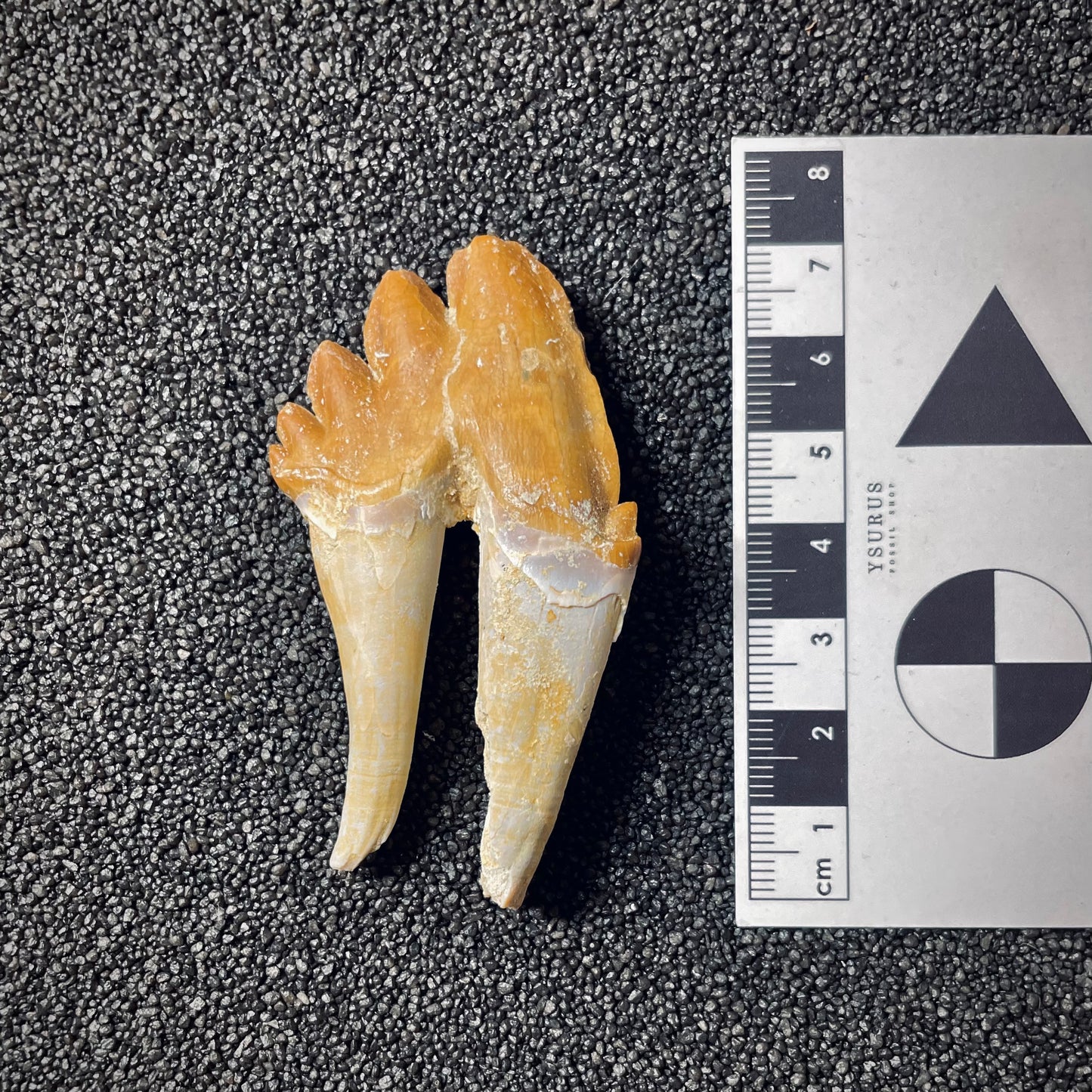 F1721 | Cetaceo | Basilosauridae indet.