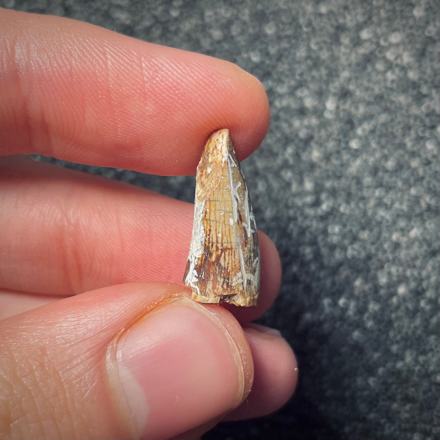 F1862 | Fitosauro | Phytosauridae indet.