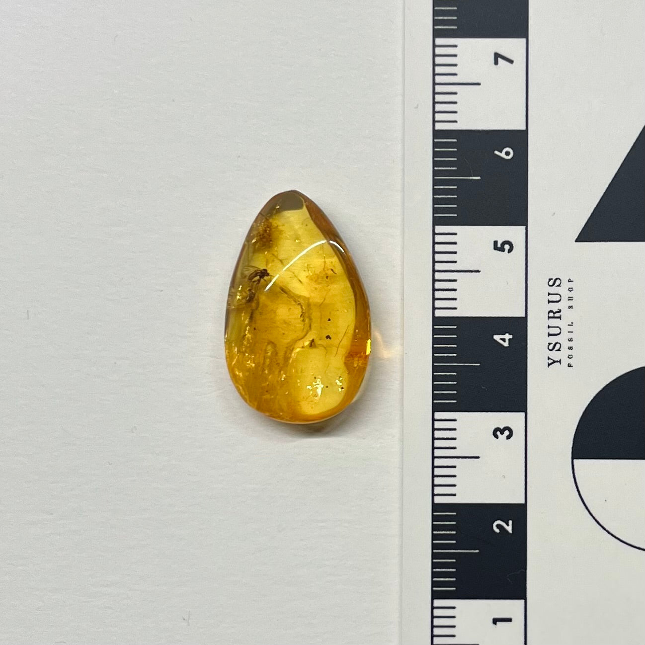 F2851 | Ambra con inclusione | Keroplatidae indet.