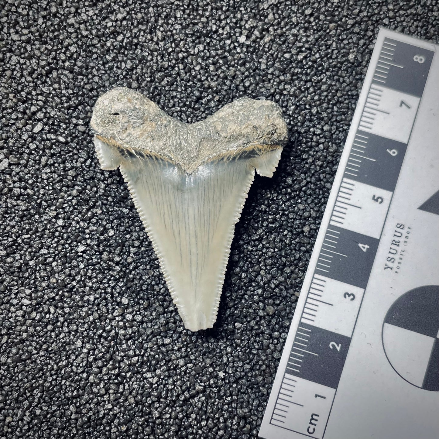 F1527 | Squalo | Otodus angustidens